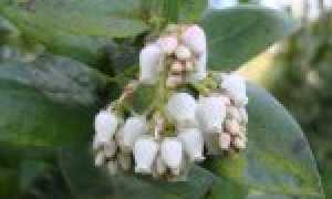 Лечебная сила толокнянки: медвежьи ушки против всех недугов!