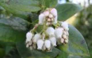 Лечебная сила толокнянки: медвежьи ушки против всех недугов!