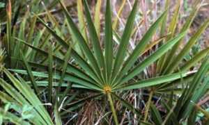 Простамол Уно: инструкция по применению, отзывы, цена