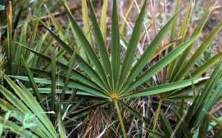 Простамол Уно: инструкция по применению, отзывы, цена