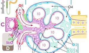 Симптомы, лечение и диагностика хронического гломерулонефрита