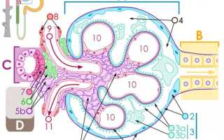 Симптомы, лечение и диагностика хронического гломерулонефрита