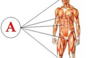 К чему приведет передозировка витамина А, и как устранить избыток вещества в организме