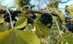 Элеутерококк: полезные свойства и противопоказания для женщин. Элеутерококк: лечебные свойства и противопоказания для мужчин