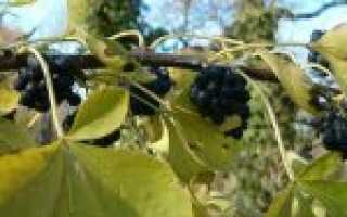 Элеутерококк: полезные свойства и противопоказания для женщин. Элеутерококк: лечебные свойства и противопоказания для мужчин