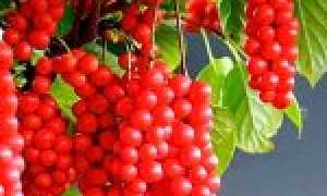 Лимонник китайский — лечебные свойства и противопоказания