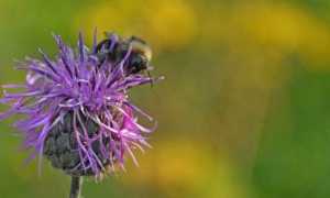 Настойка Левзеи полезные свойства, противопоказания для мужчин и женщин и инструкция по применению