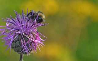 Настойка Левзеи полезные свойства, противопоказания для мужчин и женщин и инструкция по применению