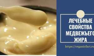Медвежий жир — лечебные свойства и противопоказания, применение и отзывы