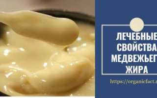 Медвежий жир — лечебные свойства и противопоказания, применение и отзывы