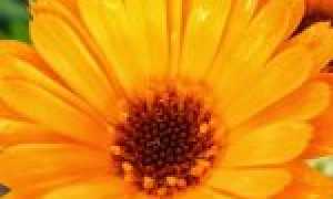 Календула: лечебные свойства + польза и вред для организма человека