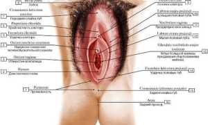 Строение женских половых органов — наружных и внутренних