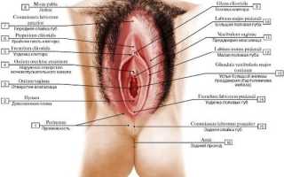 Строение женских половых органов — наружных и внутренних
