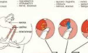 Как определить наступление месячных по состоянию шейки матки