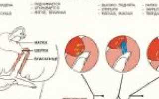 Как определить наступление месячных по состоянию шейки матки