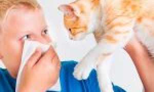 Как проявляется аллергия у ребенка на животных и чем ее лечить?