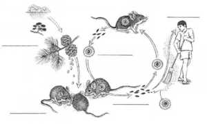 Мышиная лихорадка — симптомы и лечение у взрослых и детей, препараты