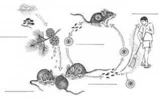 Мышиная лихорадка — симптомы и лечение у взрослых и детей, препараты
